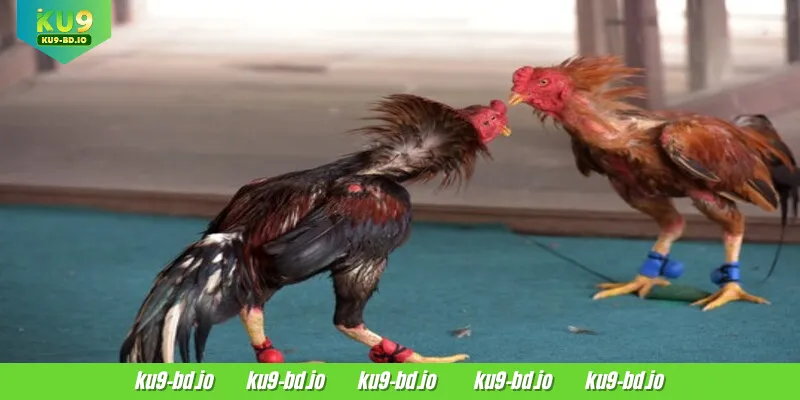 Cockfighting with rounded spurs is very popular