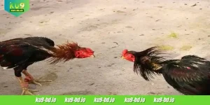 DS88 Cockfight