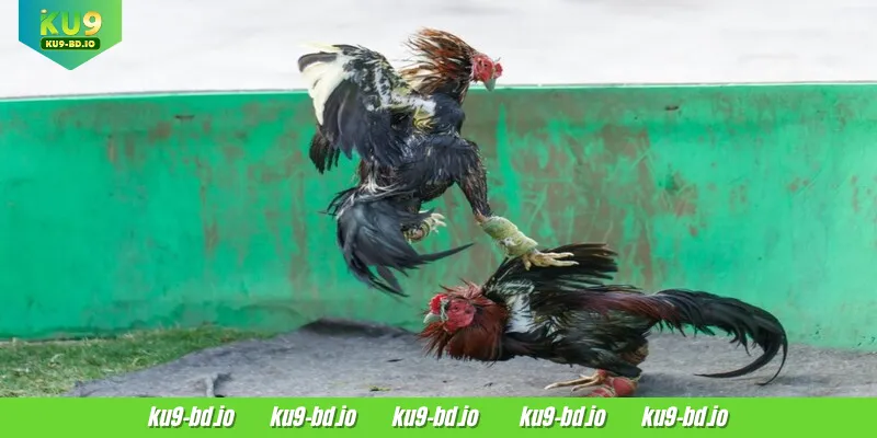 DS88 Cockfight offers a wide variety of great betting options