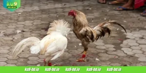 S128 Cockfight
