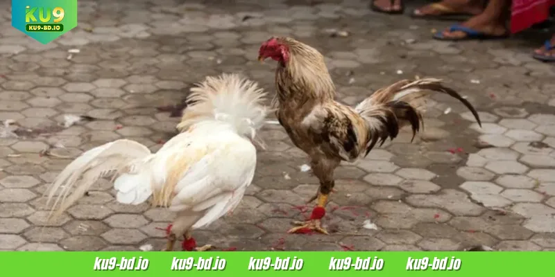 S128 Cockfight