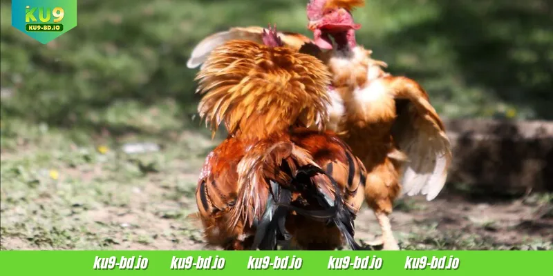 SV388 Cockfight is the perfect place for KU9 members to play