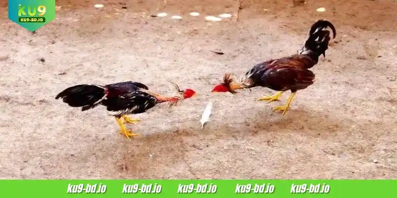 SV388 Cockfight