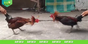 Ws168 Cockfight