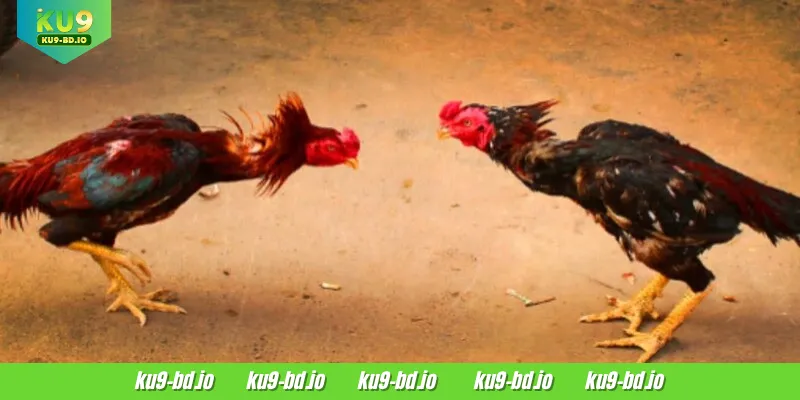 WS168 Cockfight is a betting site everyone loves to visit